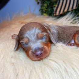 Pearl - Fawn (isabella) and tan female Dachshund puppy in Washburn, Tennessee from Clinch Mountain Dachshunds