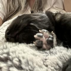 Leonberger Puppies from Desert Magick Leonbergers