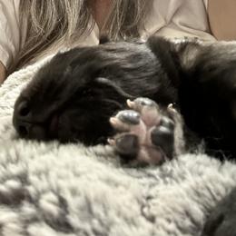 Leonberger Puppies from Desert Magick Leonbergers