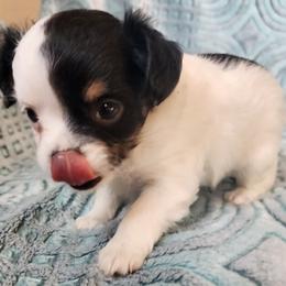 Oreo - Black and white female Chihuahua puppy in Goodman, Missouri from Jessica's Dashing Dachsunds and Chihuahuas