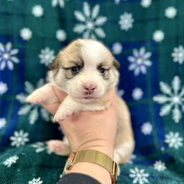 Elsa - Red female Pembroke Welsh Corgi puppy in Urbana, Ohio from Edgewood Farm and Kennel