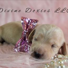 Opal - Cream female Dachshund puppy in Kansas City, Missouri from Divine Doxies LLC