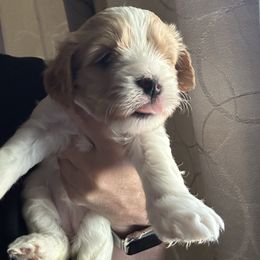 Sparkler (purple collar) - Blenheim female Cavapoo puppy in Modesto, California from Molly n Friends
