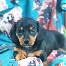 Beau - Black and tan male Dachshund puppy in Elma, Iowa from Iowa Dachshunds