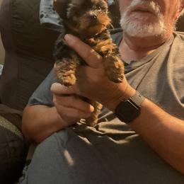 Yorkshire Terrier Puppies from Yorkies of Julington Creek