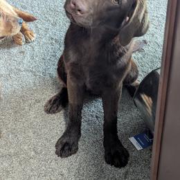 Wren - Labrador Retriever