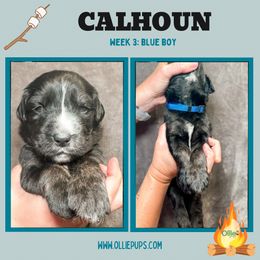 Boy 4 - male Golden Mountain Dog puppy in Boiling Springs, South Carolina from OlliePups, LLC