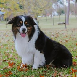 Australian Shepherds from Texas B2 Australian Shepherds