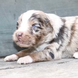 Cricket - Red merle male Australian Shepherd puppy in Macon, Georgia from Shaina’s Shepherds