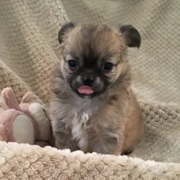 Chihuahuas from Bravura Chihuahuas