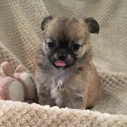 Chihuahuas from Bravura Chihuahuas