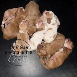 TBD - Mahogany and white male Basset Hound puppy in Tollesboro, Kentucky from Low and Slow Bassets