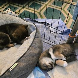 Shiba Inu Puppies from ScrapiShibas