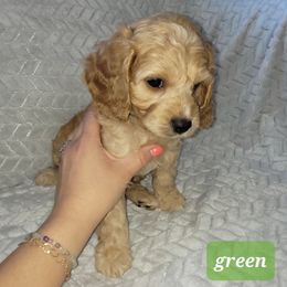 Cavapoo Puppies from Prince Pups
