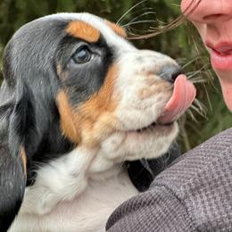Female 1 - Black white and tan female Basset Hound puppy in Lindley, New York from Hill Top Basset Hounds & Cane Corso
