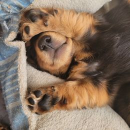 Dachshund Puppies from Ballad of Dachshunds