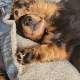 Dachshund Puppies from Ballad of Dachshunds