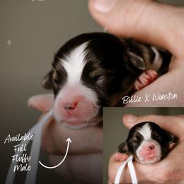 Benjamin - Black and tan male Pembroke Welsh Corgi puppy in South Otselic, New York from Ridge Top Corgis