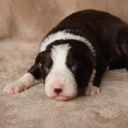 Deputy - AKC Reg - Red male Border Collie puppy in Courtland, Alabama from C Bar C Ranch Border Collies