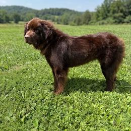 Nala - Newfoundland