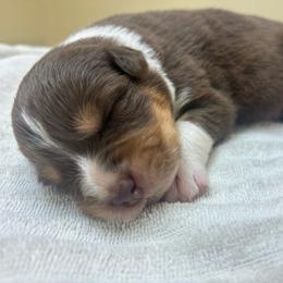 Pistol Pete - Red tri-color male Australian Shepherd puppy in Takilma, Oregon from Little Elder Creek Australian Shepherds