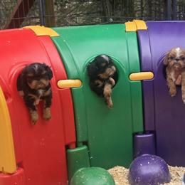 English Toy Spaniels and Irish Red and White Setters from NyaStar
