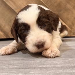 Chocolate parti male 2 - Parti male Goldendoodle puppy in Vallejo, California from Well Rooted Doodles