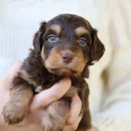 Dean - Red tri-color male Aussiedoodle puppy in Orleans, Indiana from Mae Blossom Puppies