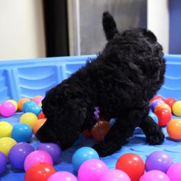 Poodle Puppies from Piccolo's Poodles