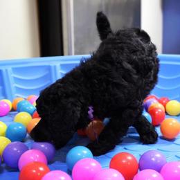 Poodle Puppies from Piccolo's Poodles