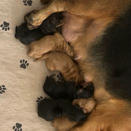 Basset Hound puppies from Olveras Hound of Ohio