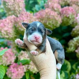 Girl 1 - Merle female Bernedoodle puppy in Midland, Michigan from Northern Charm Farm