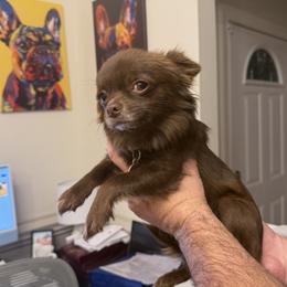 Chihuahua puppies from BZB French Bulldogs, Brussels Griffons & Long Haired Apple-Head  Chihuahuas