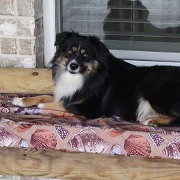 Lyra - Miniature Australian Shepherd
