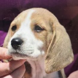 Harrier Puppies from Darkfire Harriers