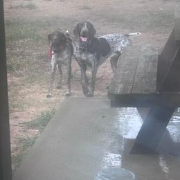 German Shorthaired Pointer puppies from Third Coast Pointers