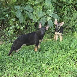 Dark black and tan - Black and tan German Shepherd puppy in Berry, Alabama from Whisper Gray