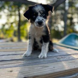 Annette - Black tri female Miniature Australian Shepherd puppy in Doddridge, Arkansas from Huddleston Farm