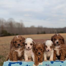 Bernedoodle and Cavapoo Puppies from Spencer's "lil" Cavapoos & Bernedoodles