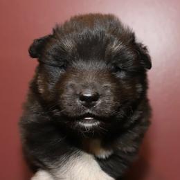 Siberian Husky Puppies from Arctic Circle Kennels