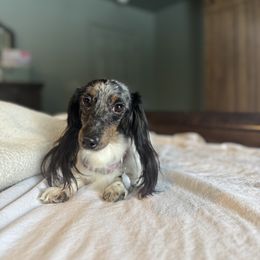 Stella - Dachshund