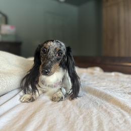 Stella - Dachshund