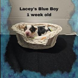 Lacey's Blue Boy - Parti male Yorkshire Terrier puppy in Inverness, Florida from Luvayorkie&more