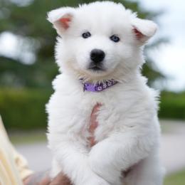 Bear - White male Siberian Husky puppy in Miami, Florida from Blue Moon Huskies