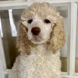 Poodle Puppies from Deblyns Poodles