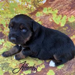 Josie - Black tri female Miniature Australian Shepherd puppy in Lumberton, Mississippi from Talowah Aussies