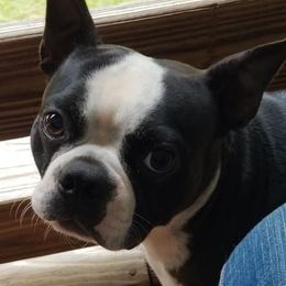 Boston Terriers from Pistol Annie’s Boston
