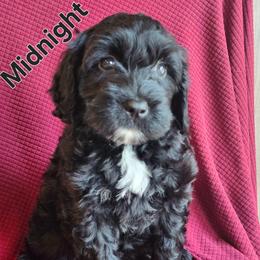 Midnight - Black and white female Portuguese Water Dog puppy in Narvon, Pennsylvania from Prized Family Porties