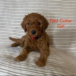 Red Collar Female - Red  female Goldendoodle puppy in Pasadena, Texas from Knightsbane Standard Poodles