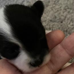 Pomeranians from Thea Eck